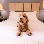 Hotel Sonesta Simply Anaheim